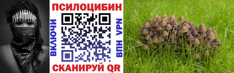Галлюциногенные грибы Psilocybe  Сураж 